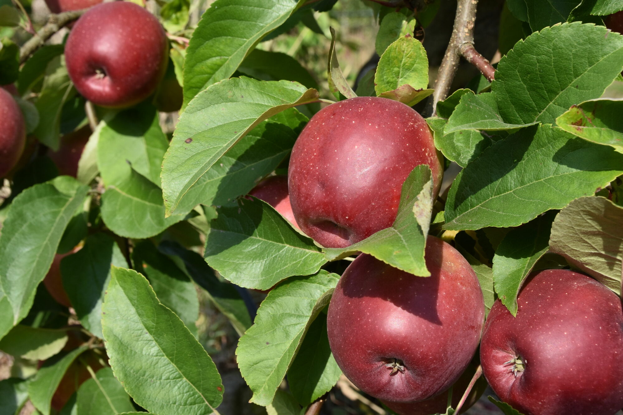 Pommes bio à croquer à pleines dents - Verger de la Hanère